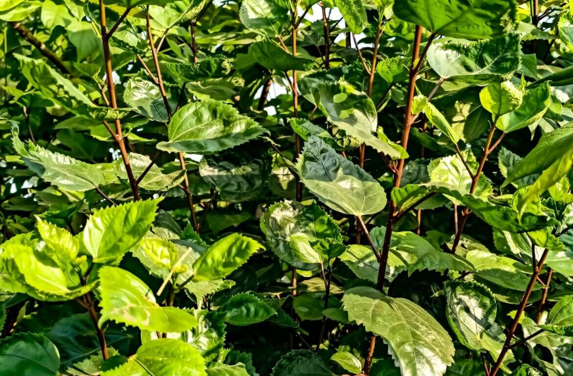 Why Isn't My Hibiscus Blooming? Common Issues and Solutions Petal
