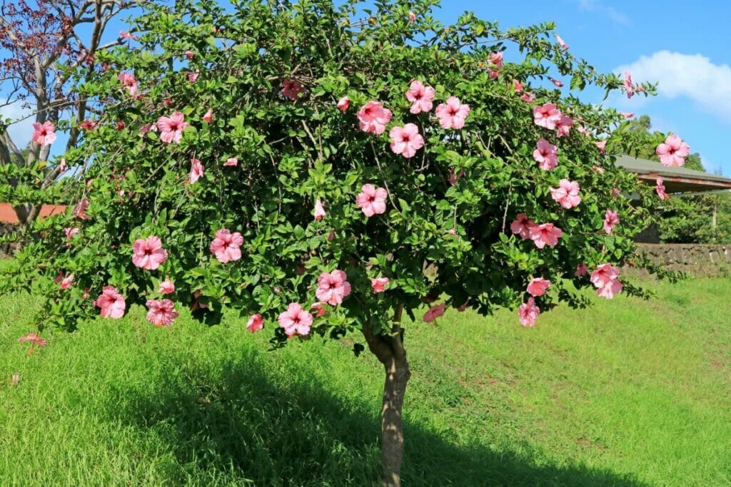 How to Prune Hibiscus Into a Tree Shape
