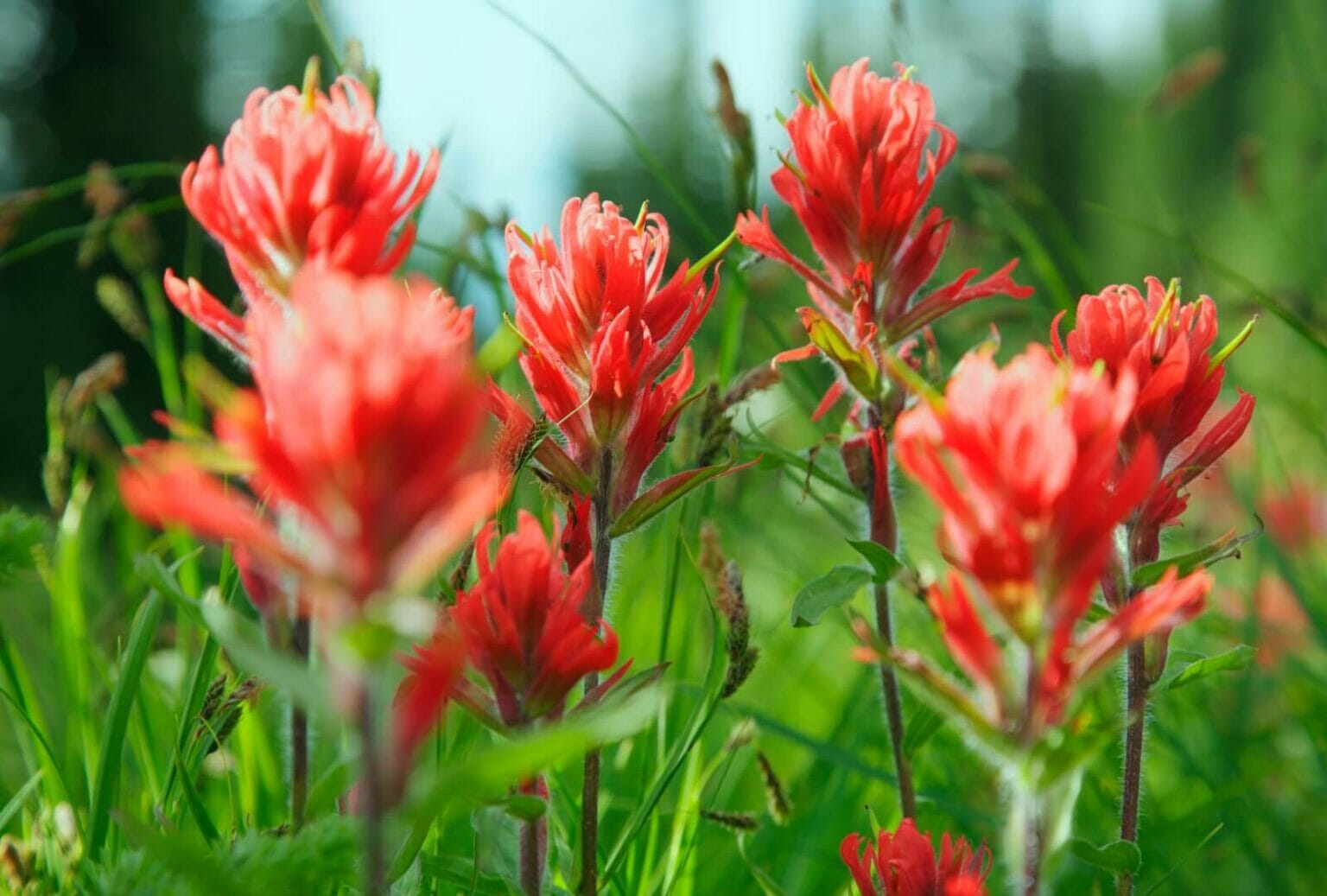 Nature's Artistry: Understanding Indian Paintbrush Symbolism - Petal