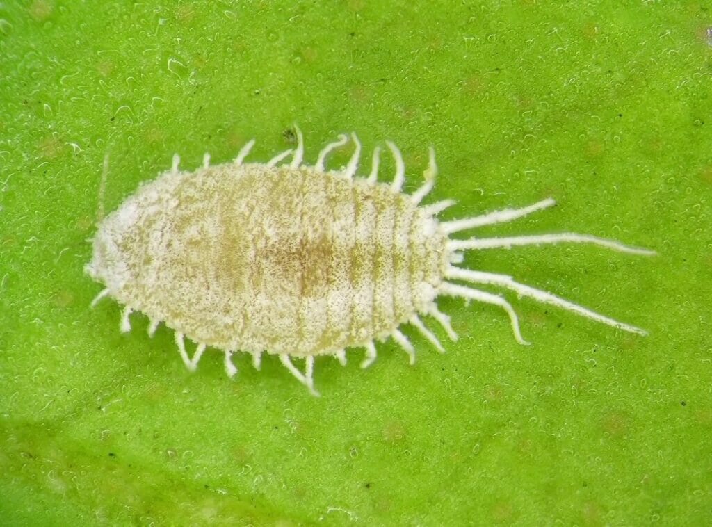 Mealybugs are common hibiscus pests and diseases