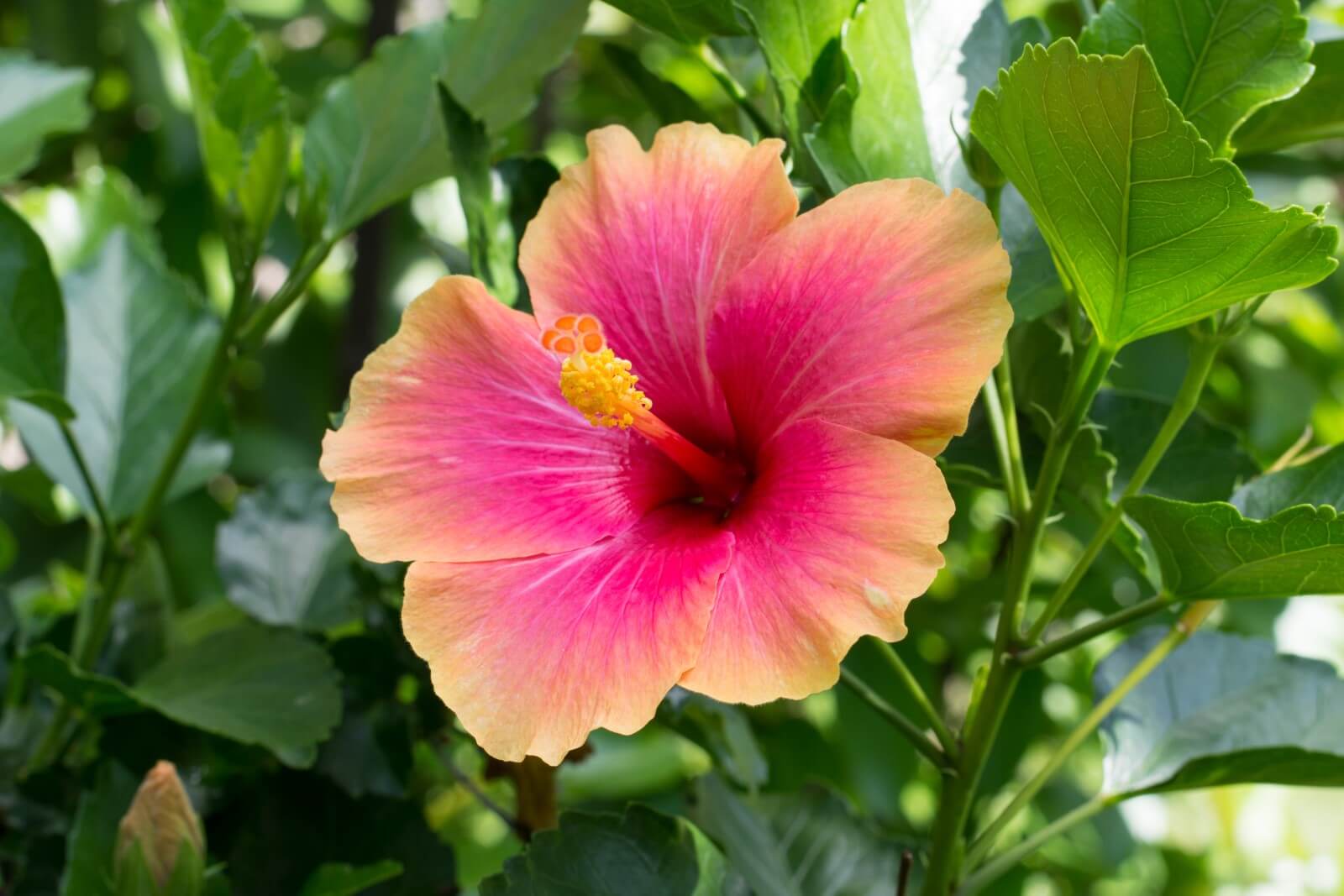 Tropical Hibiscus: Ultimate Plant Care and Growing Guide