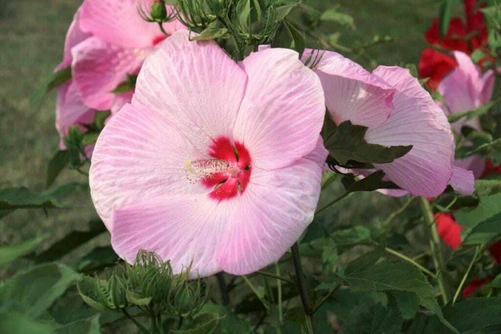 Where Is Hardy Hibiscus Native To