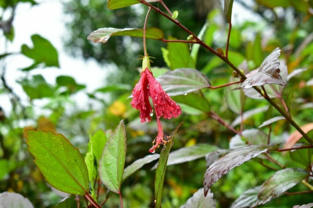 Wilt Disease are common hibiscus pests and diseases
