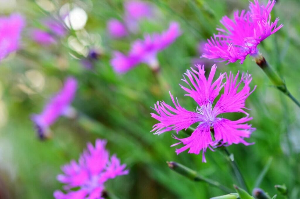 40 Beautiful Types of Carnation Flowers (Dianthus) Petal Republic