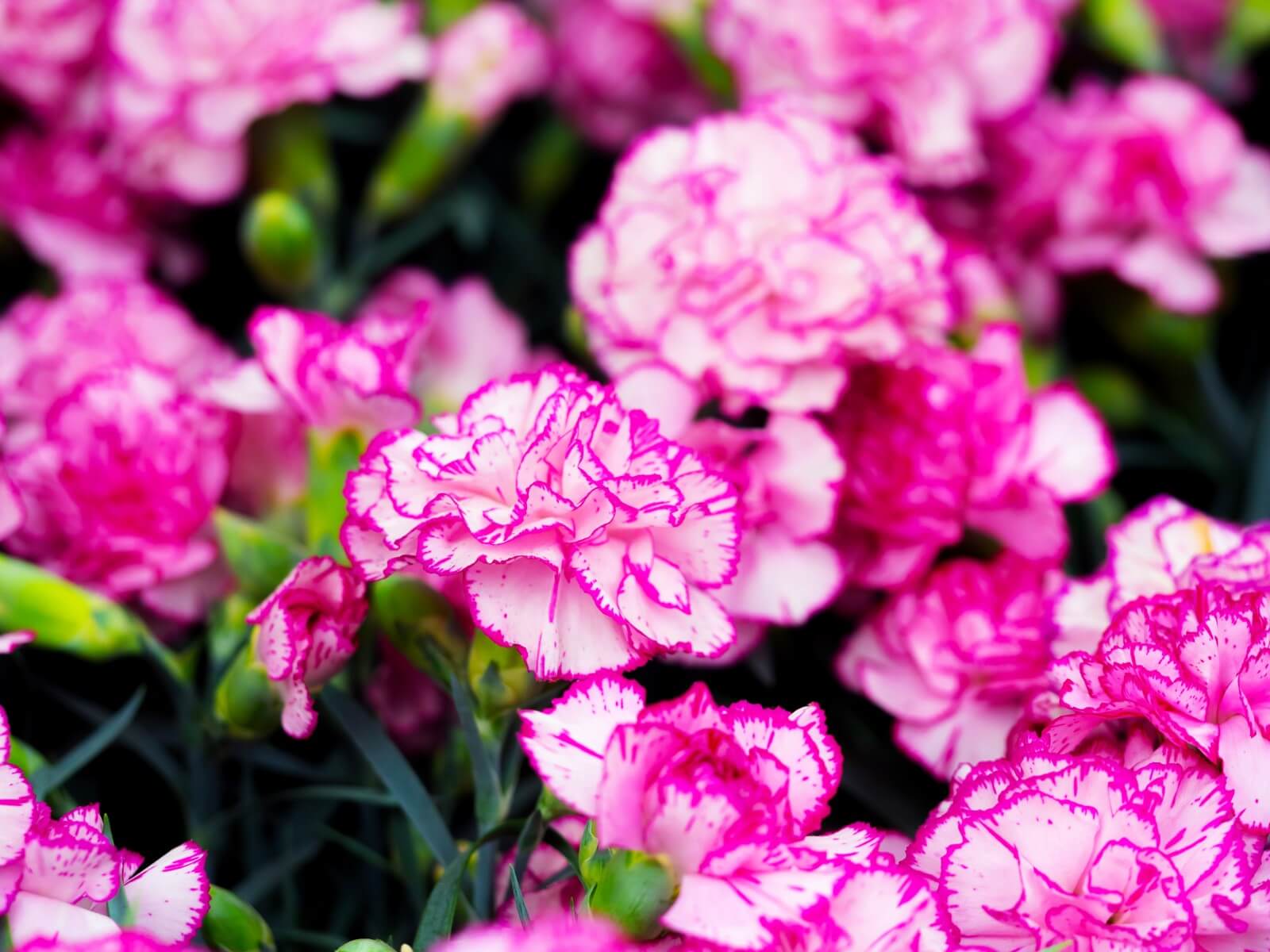 9 Amazing Carnation Flower Uses and Benefits