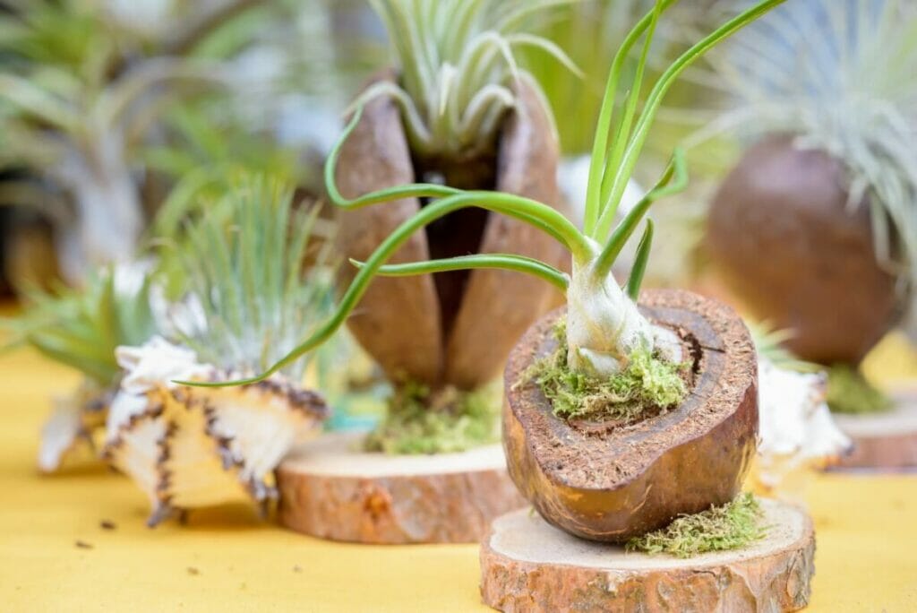 Air Plants Can Be Good For Feng Shui