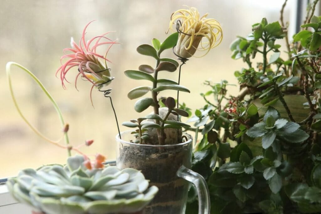 Air Plants Can Help Reduce Stress and Anxiety