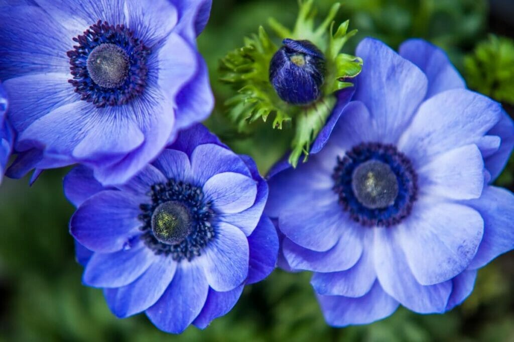 Anemone are beautiful flowers that pair well with camellias