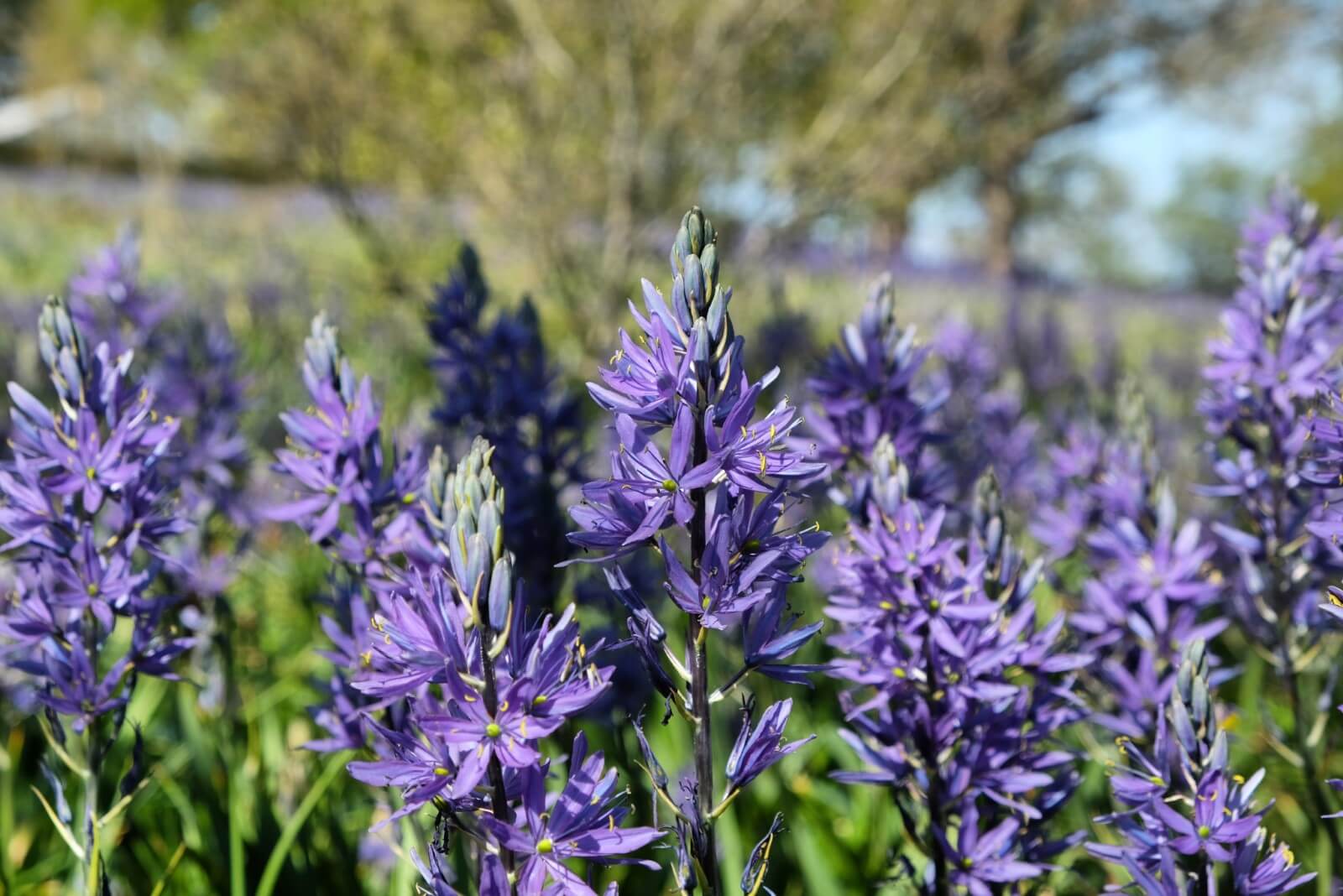 Camas Flower Meaning, Types, Uses, and Growing Tips