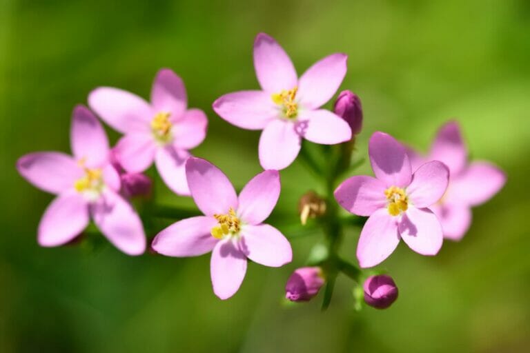 Common Centaury Flower Meaning, Symbolism, Uses, and Growing Tips