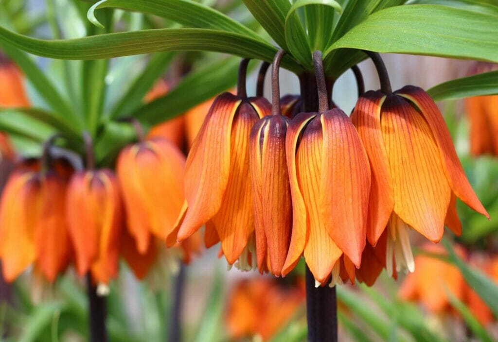 Crown Imperial (Fritillaria imperialis) Flower Meaning, Types, Uses, and Growing Tips