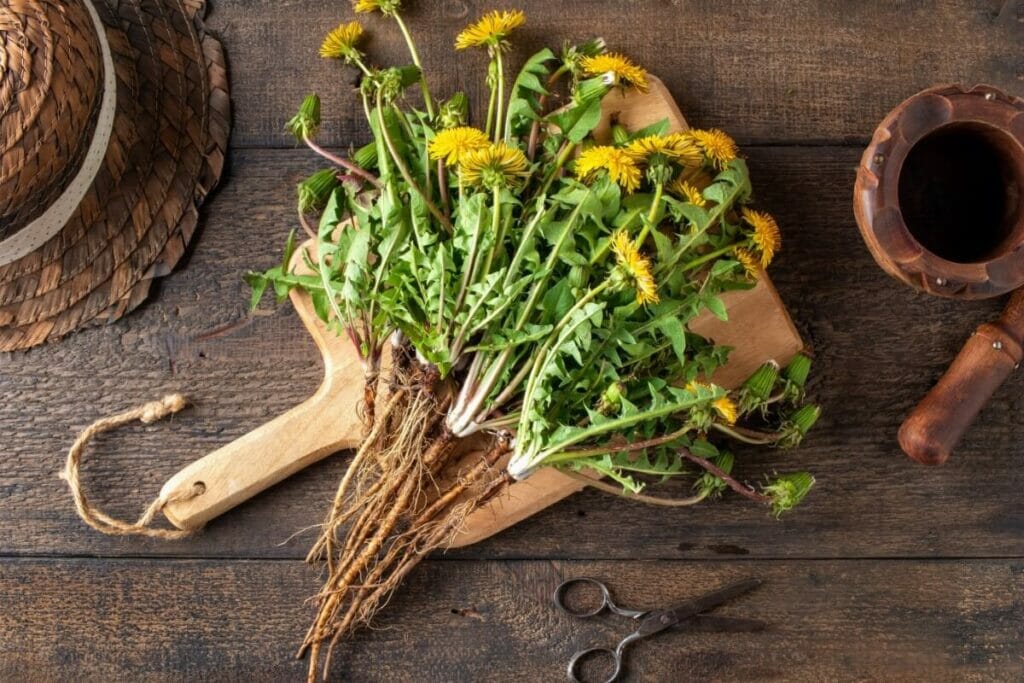Dandelion are popular types of healing flowers
