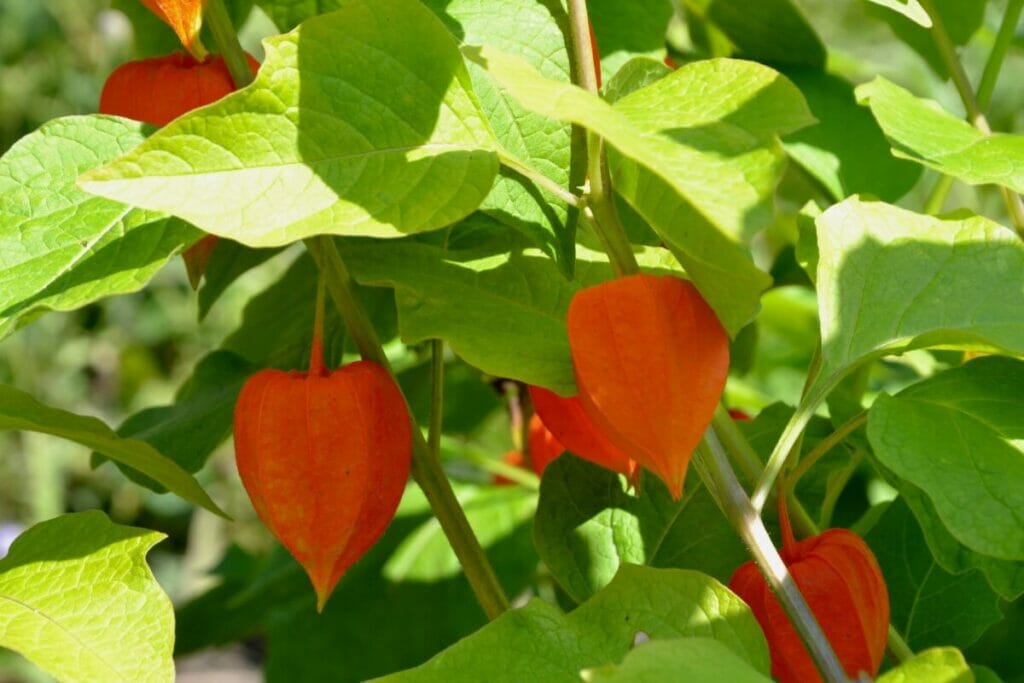 How to Grow Chinese Lantern Flowers