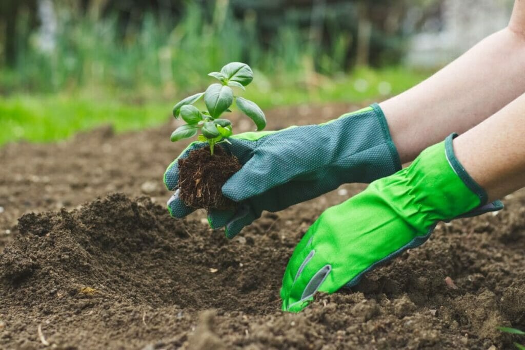 How to Improve Existing Soil for Basil Plants