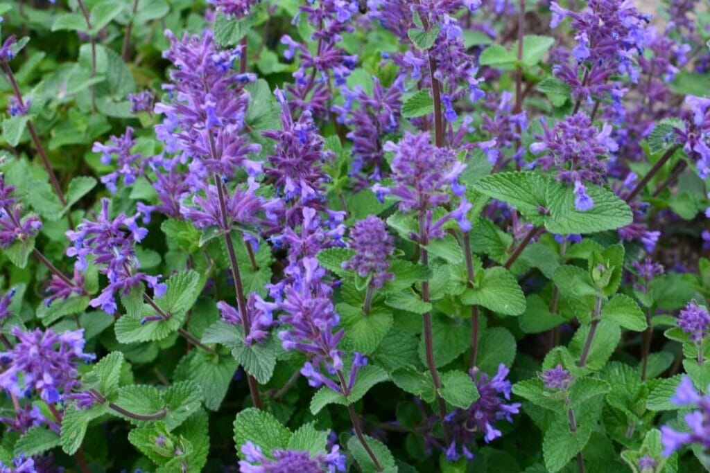 Suitable Gifting Occasions for Catmint