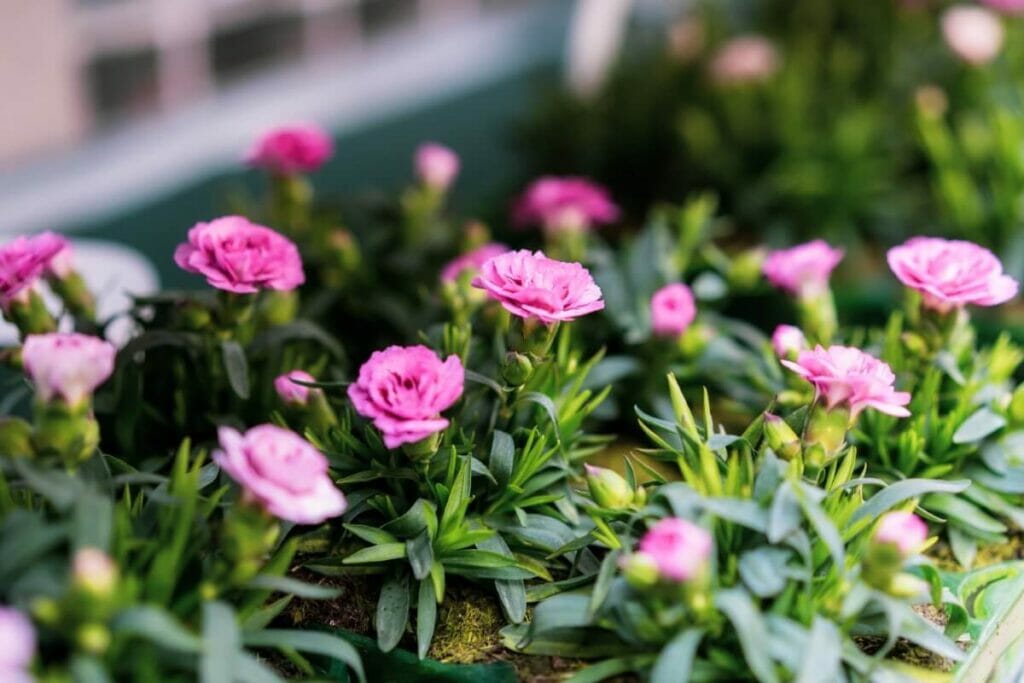 Transplanting Carnation Cuttings