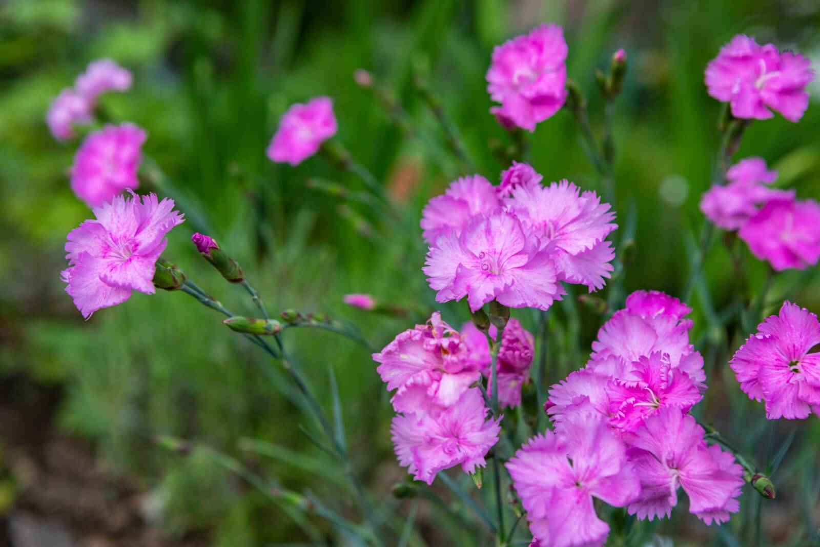 What do Carnation Flowers Smell Like?