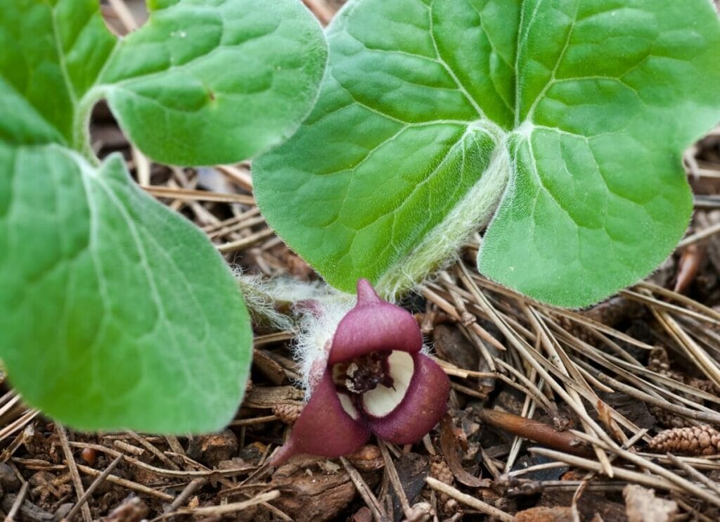 Wild Ginger
