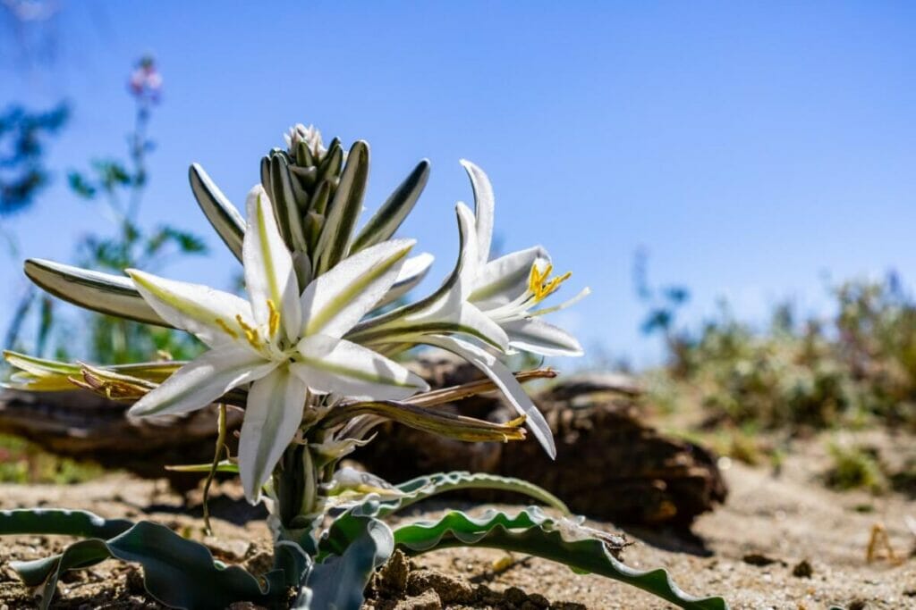 About The Desert Lily (Hesperocallis)