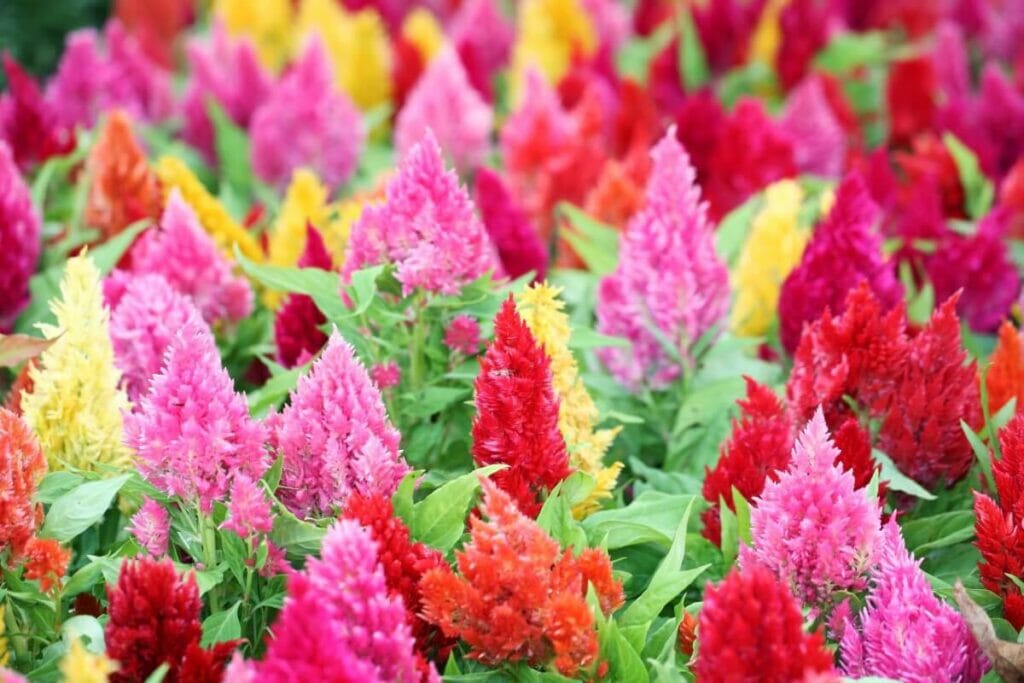 Celosia