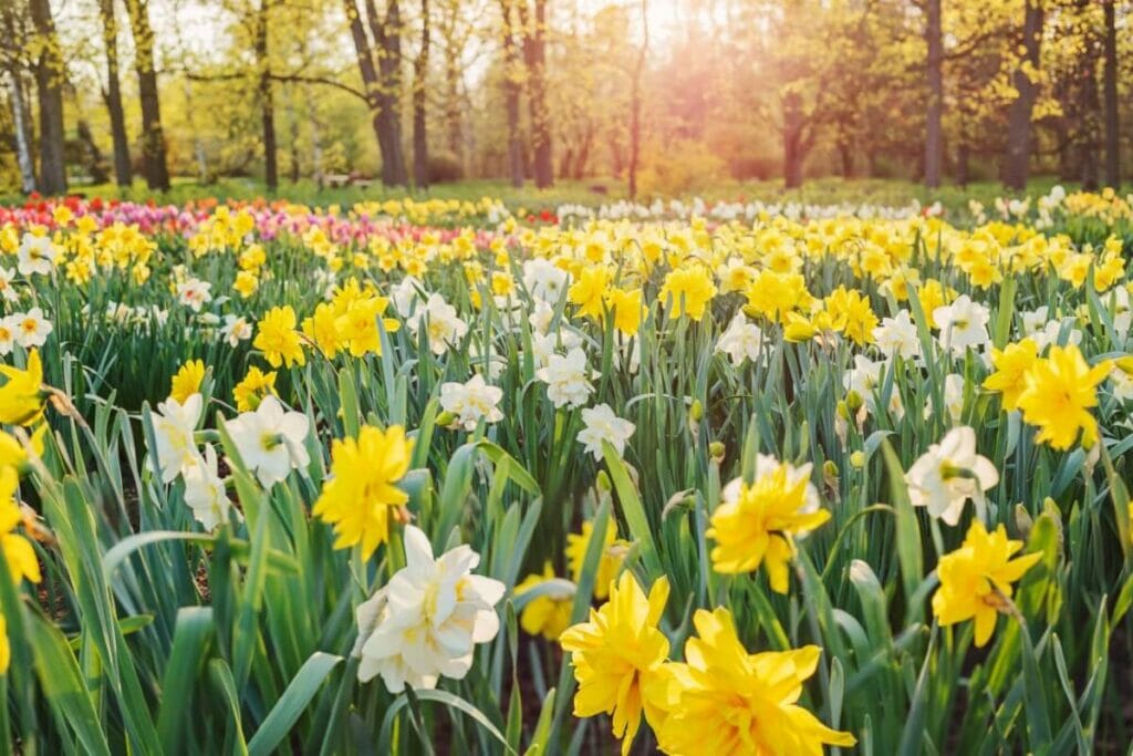 Daffodil Flower Colors and Their Symbolism
