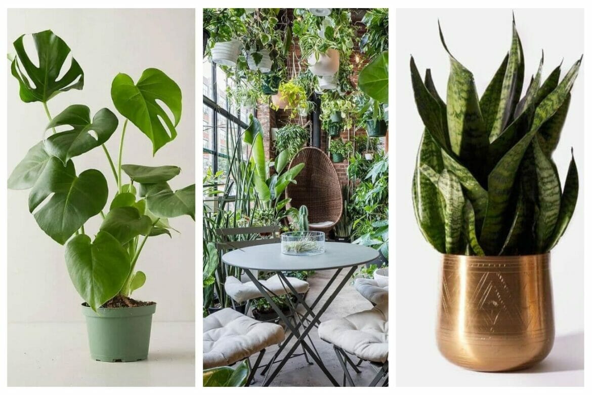 15 Best NYC Plant Shops and Live Plant Delivery Services (2023) Petal