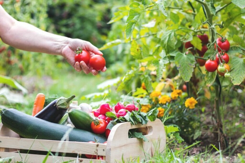 Tomatoes are excellent companion plants for zinnias
