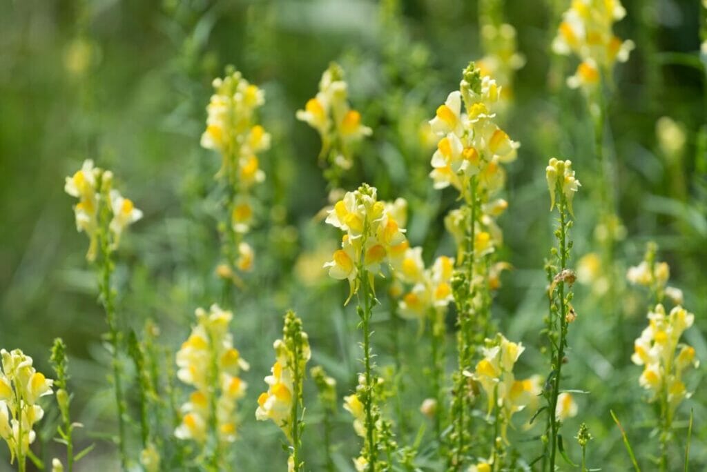 What are Toadflax (Linaria vulgaris) Flowers?