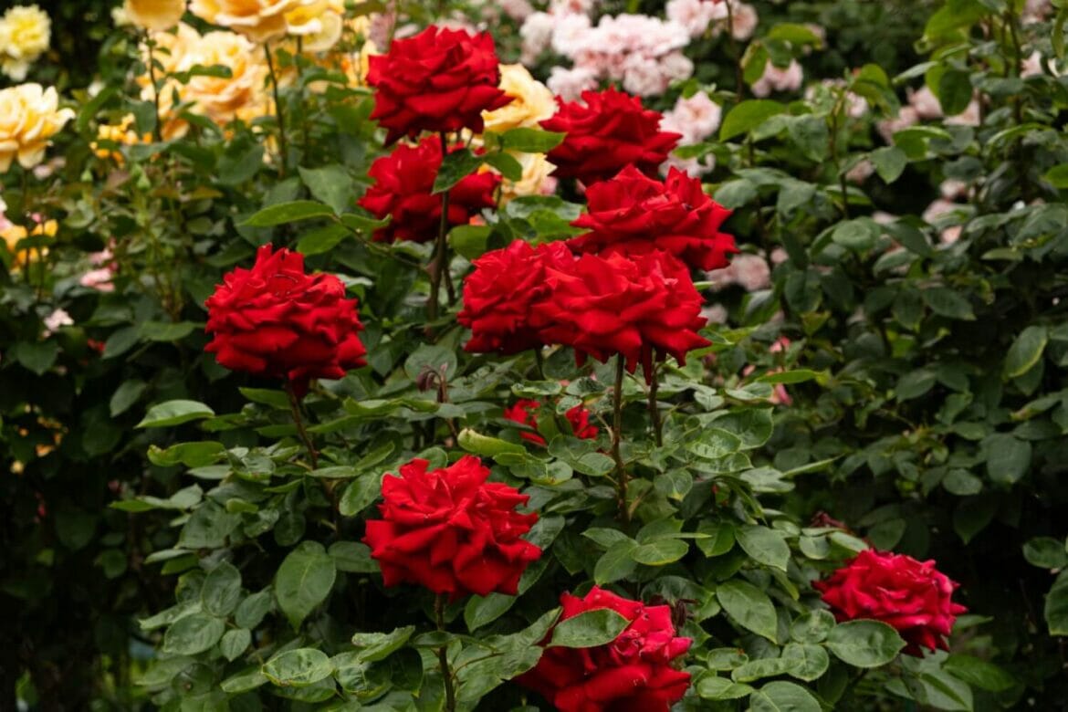 How to Prevent and Treat Yellowing Rose Leaves Petal Republic