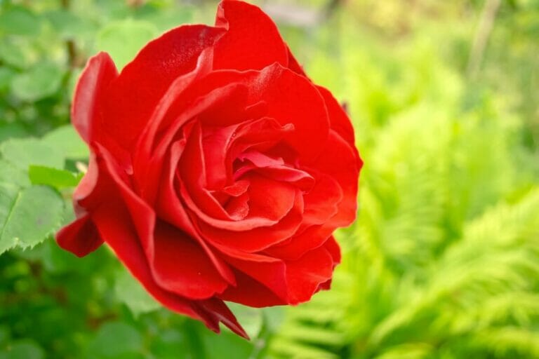How to Press Roses: A Step-by-Step Guide - Petal Republic