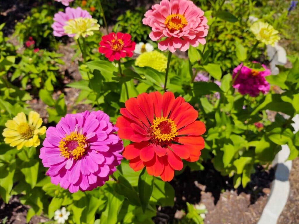 A collection of colorful blooming zinnia flowers growing in a garden patch