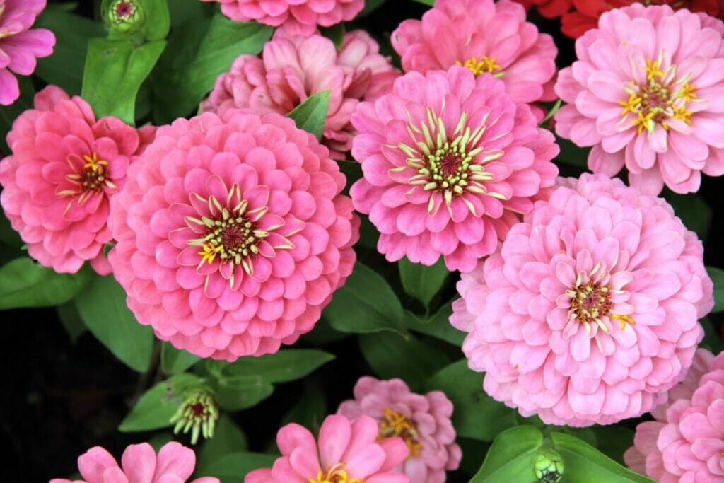 Bright pink flowering zinnia plants