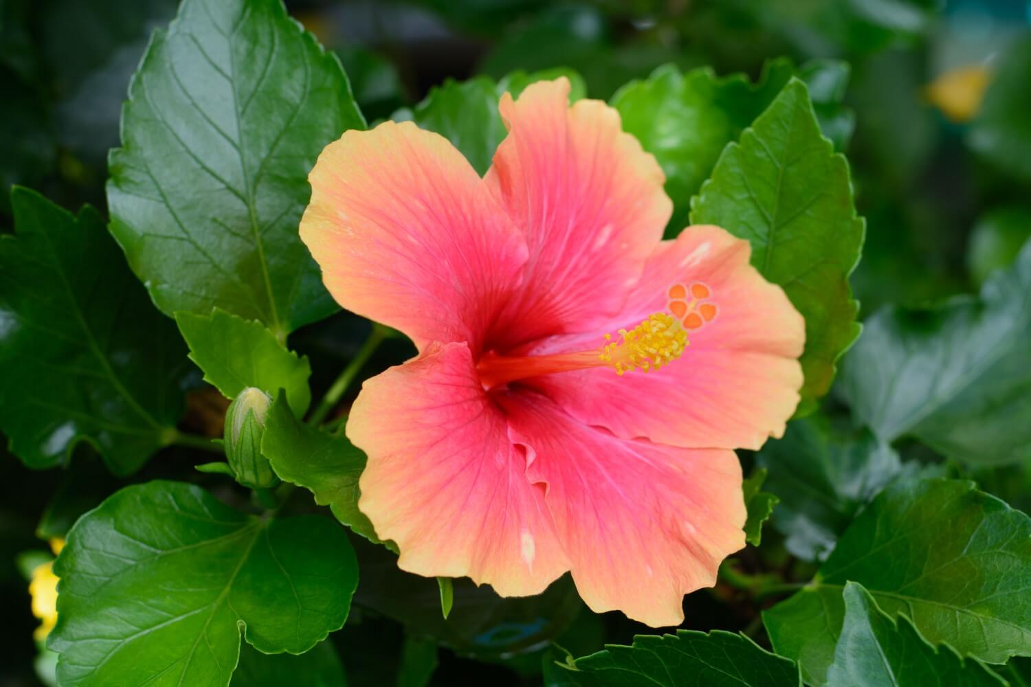 Hibiscus Flower Colors A Comprehensive Guide To Every Shade Petal 