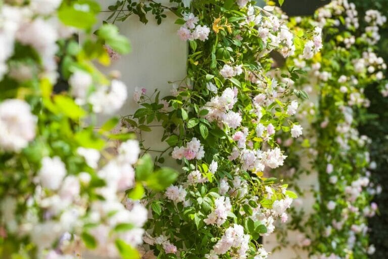 Climbing Roses Conditions Planting Climbing Roses: Tips and Techniques - Petal Republic