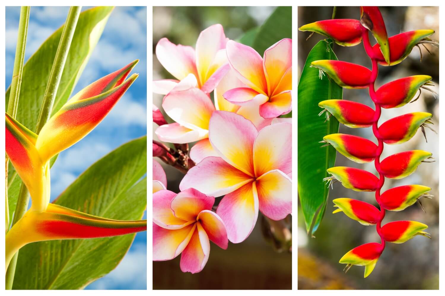 Colorful and exotic Jungle Flowers
