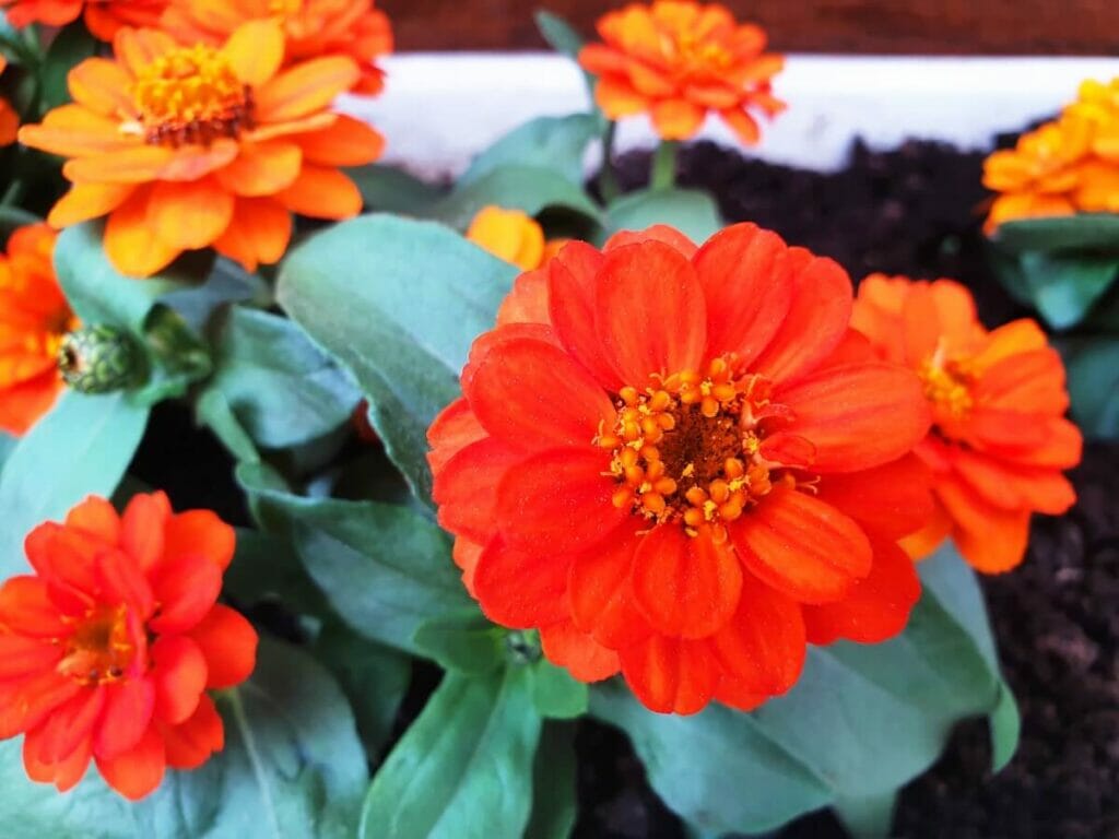 Bright red and orange zinnia flowers bloom in a potting container