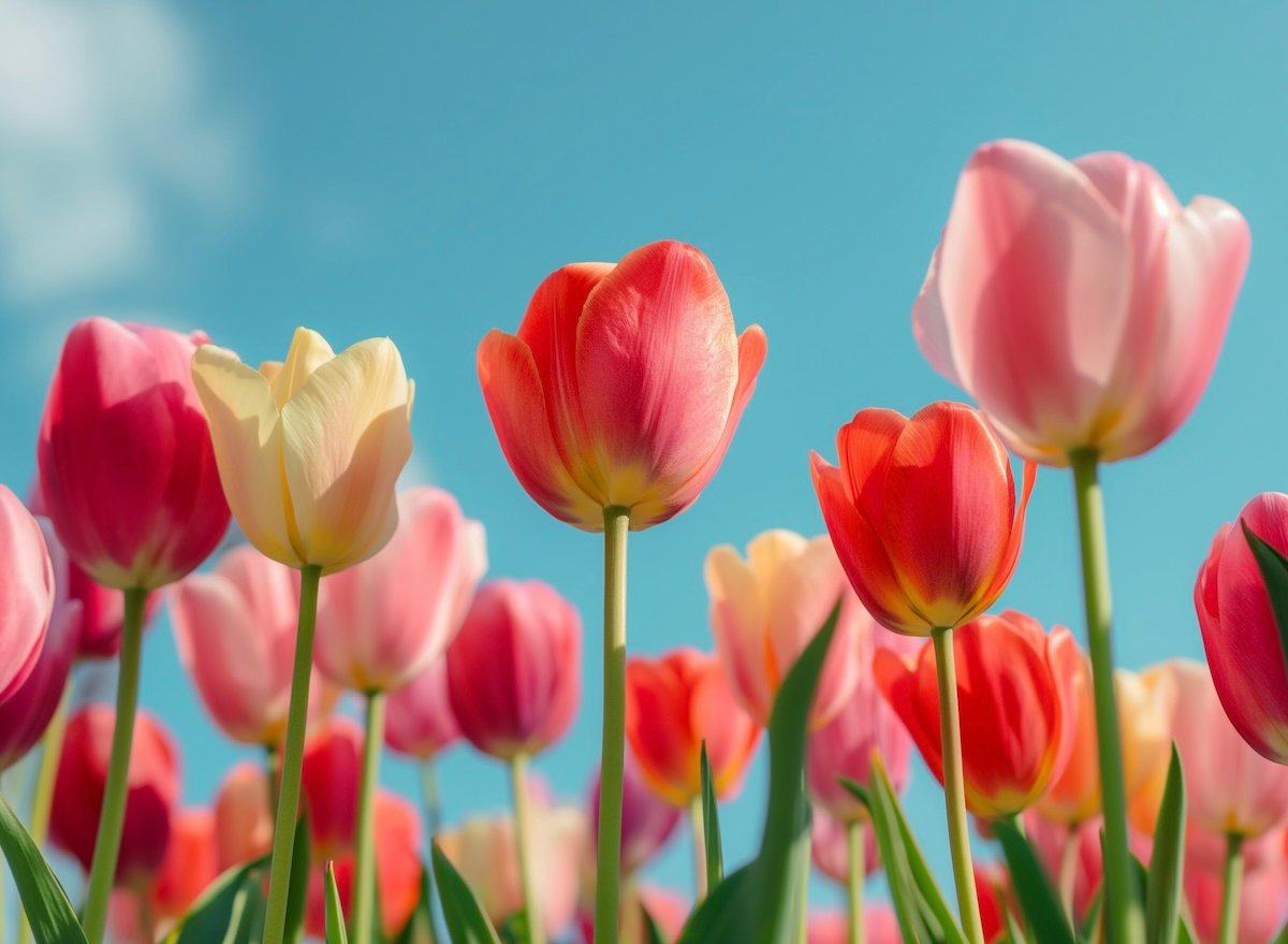 Colorful tulip flowers in bloom against a bright blue sky