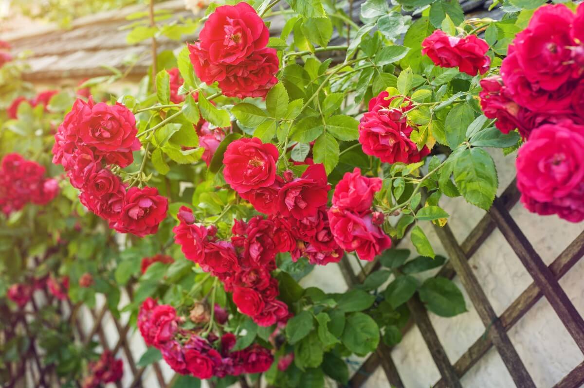How to Plant Climbing Roses in Your Garden Petal Republic