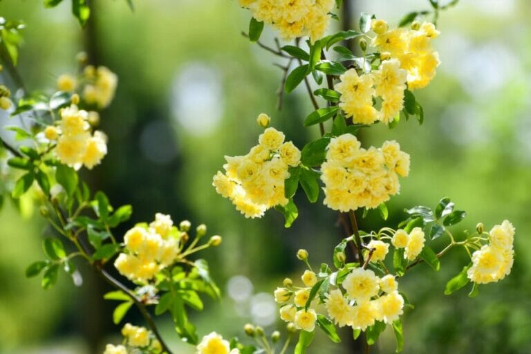 Thornless Climbing Roses: The Perfect Addition to Your Garden - Petal ...