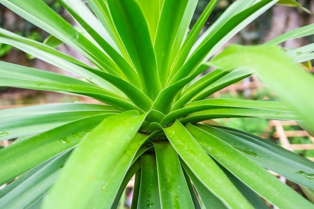 10 Common Dracaena Pests and Diseases
