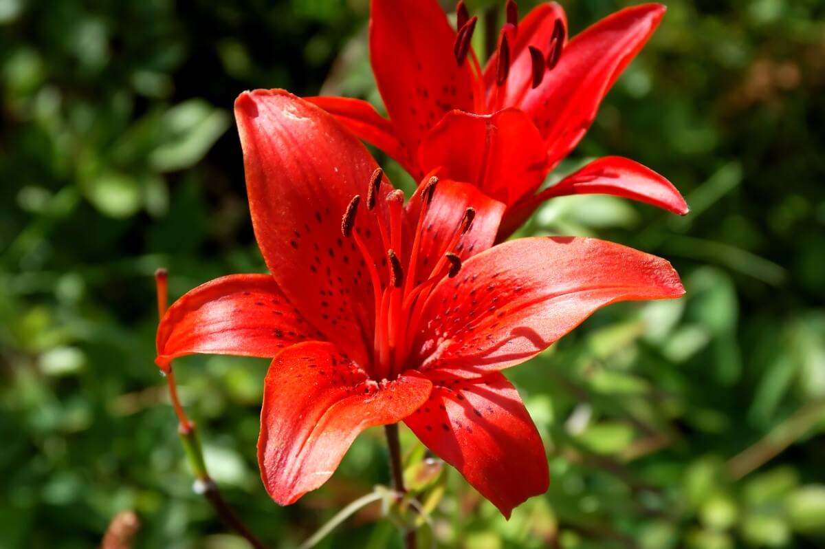 30 Common Flowers That Are Toxic to Pets Petal Republic