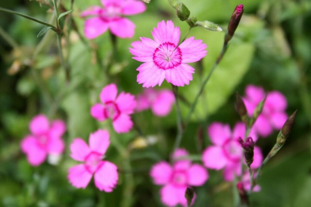 Pink Dianthus deltoides (Maiden Pink) ground cover plants