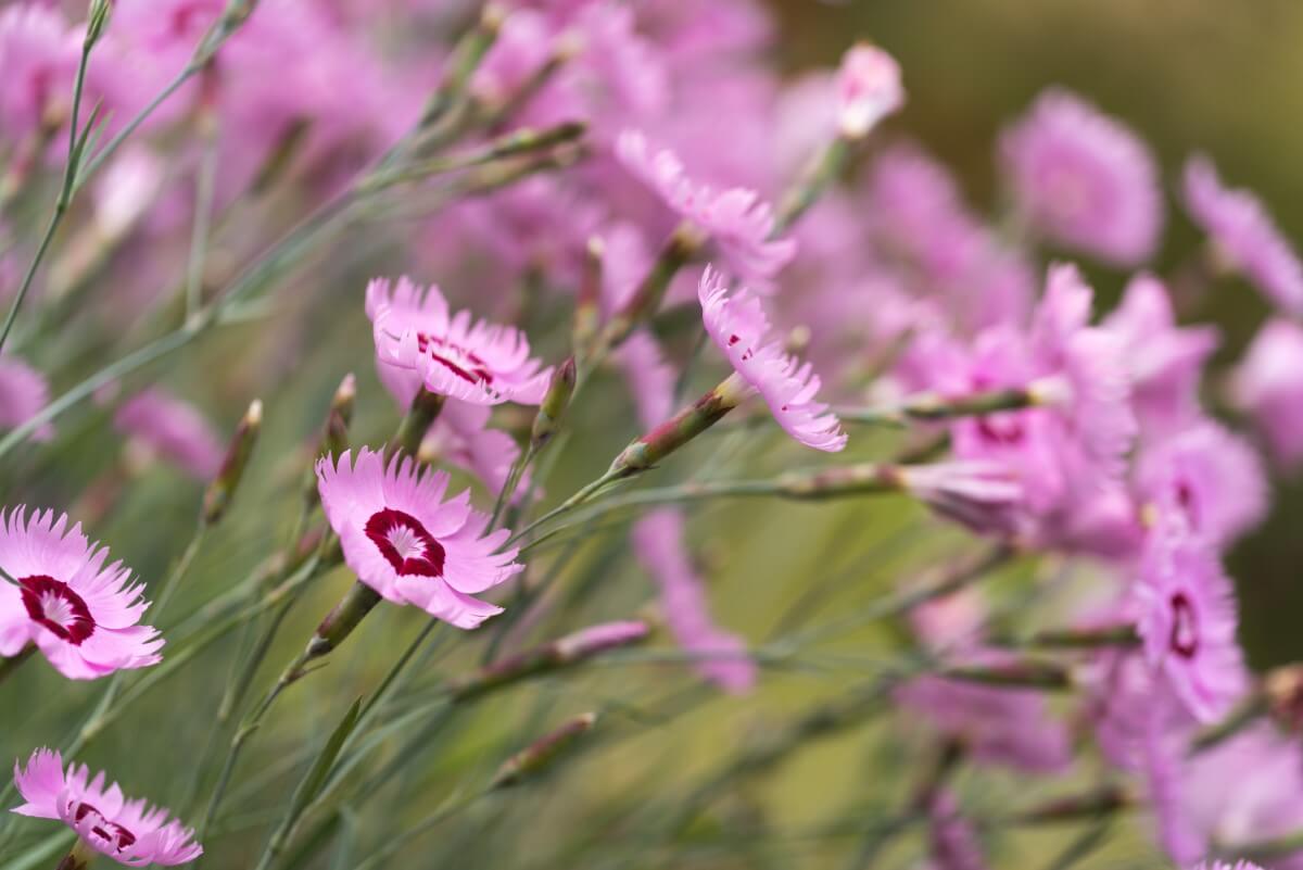10 Fastest Growing Dianthus Flowers (Carnations) Petal Republic