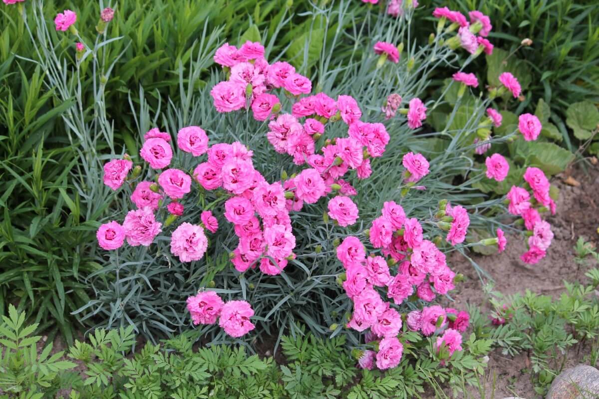 10 Fastest Growing Dianthus Flowers (Carnations) Petal Republic