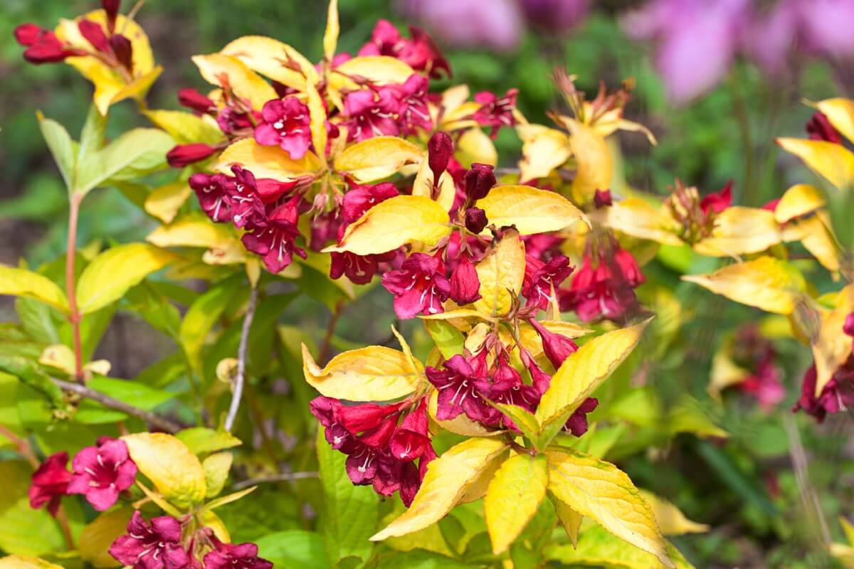 15 Best Types of Weigela Bushes and Essential Care Tips Petal Republic
