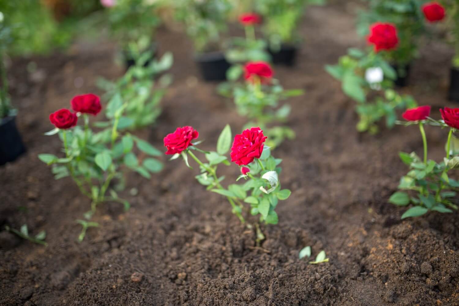 How to Grow Roses From Seed Your Complete Guide