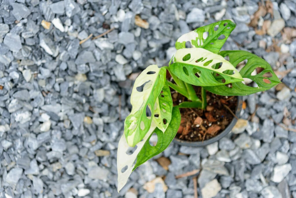Monstera adansonii 'Archipelago'