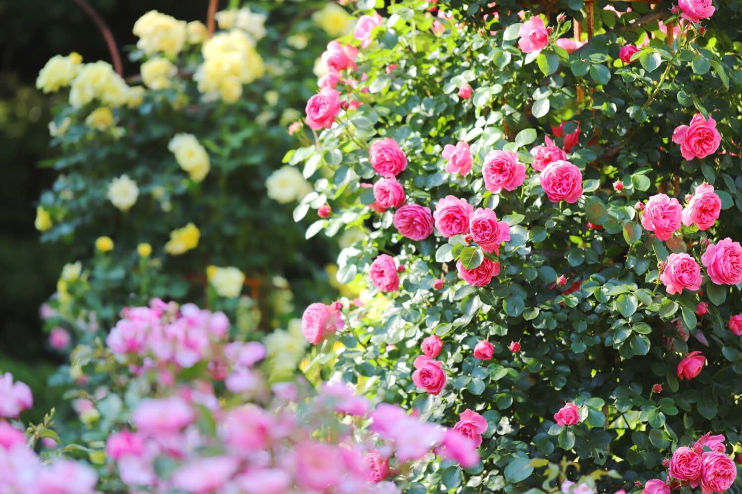 Rose Flower Native Range and Suitable Growing Zones