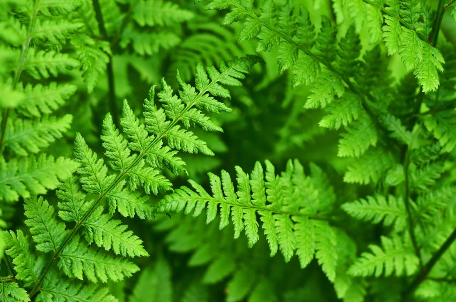 The Meaning and Symbolism of Ferns: Your Complete Guide