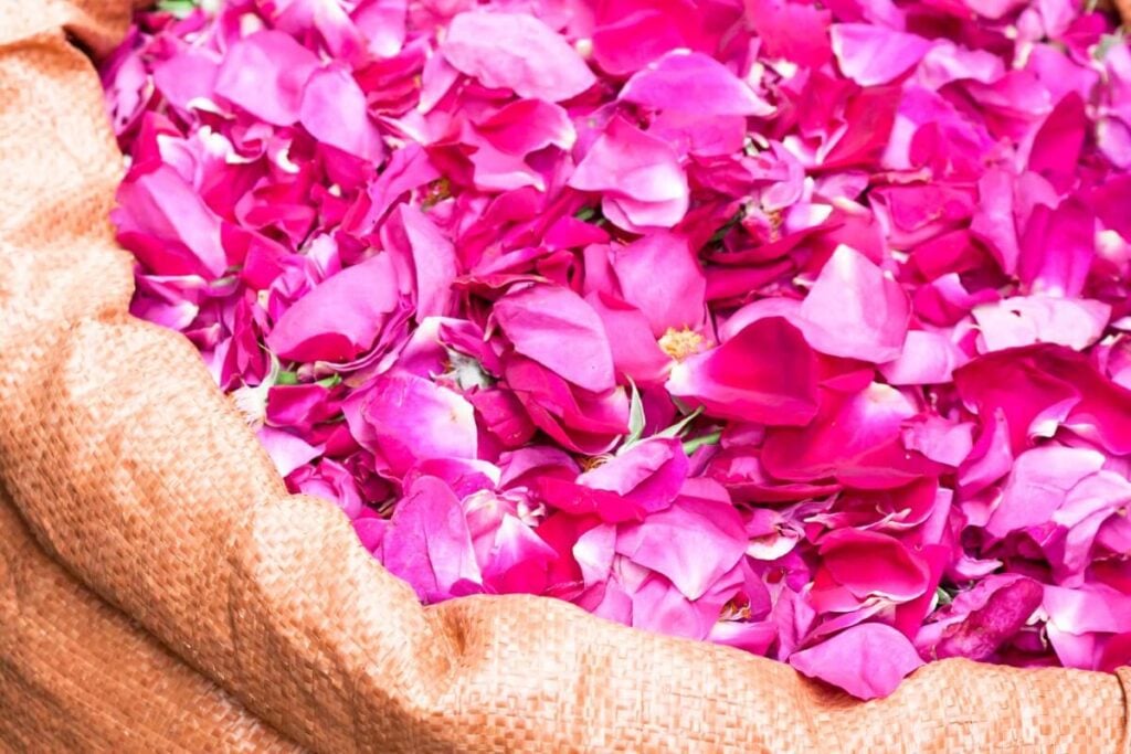 Which Parts of a Rose Plant Are Edible?